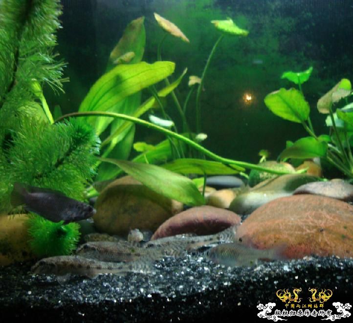 求教什么原生鱼除苔厉害?(重庆地区)