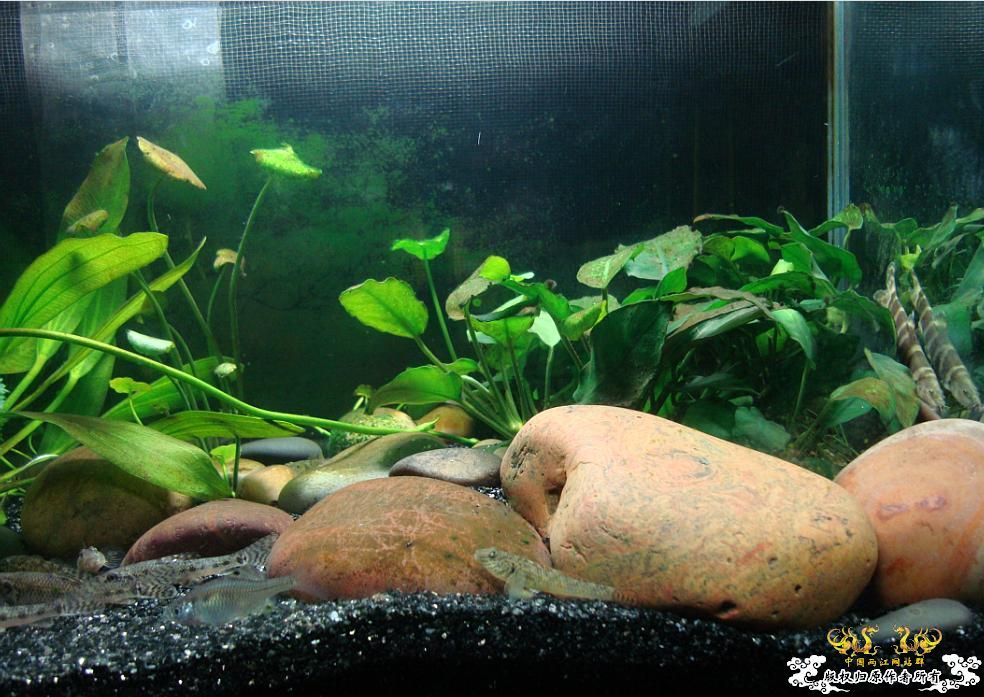 求教什么原生鱼除苔厉害?(重庆地区)