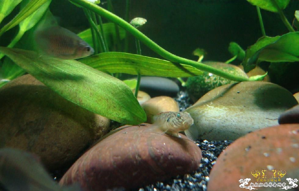 求教什么原生鱼除苔厉害?(重庆地区)