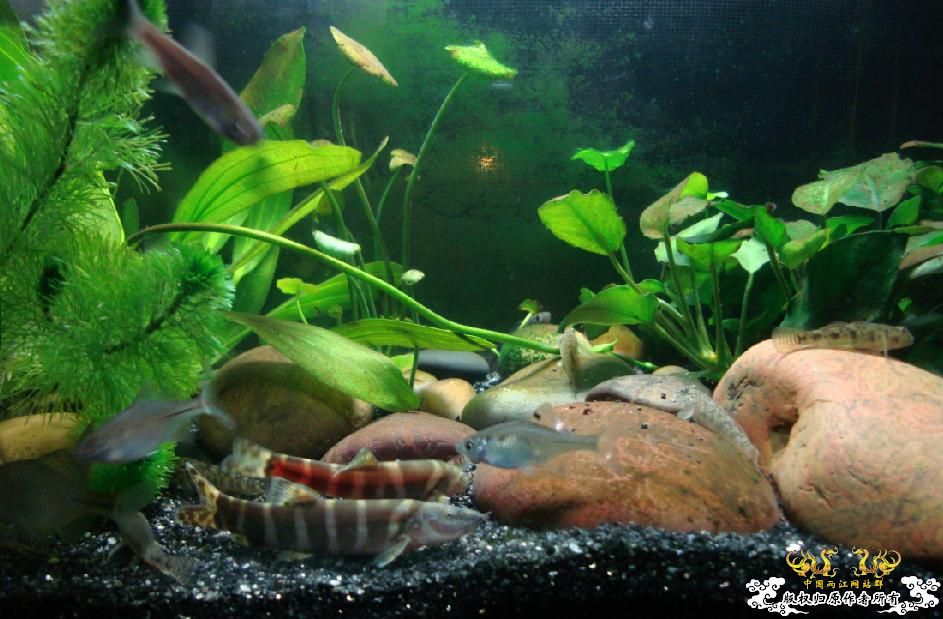 求教什么原生鱼除苔厉害?(重庆地区)