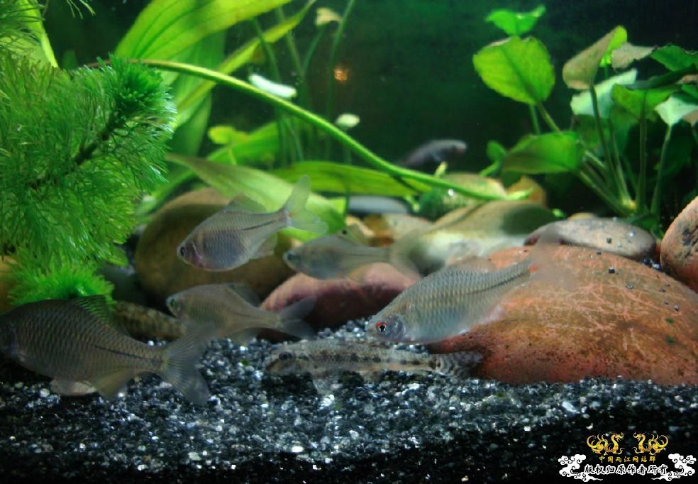 求教什么原生鱼除苔厉害?(重庆地区)