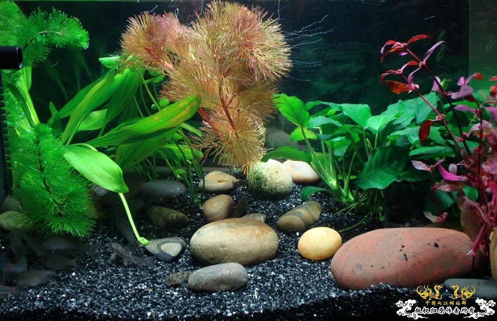 求教什么原生鱼除苔厉害?(重庆地区)