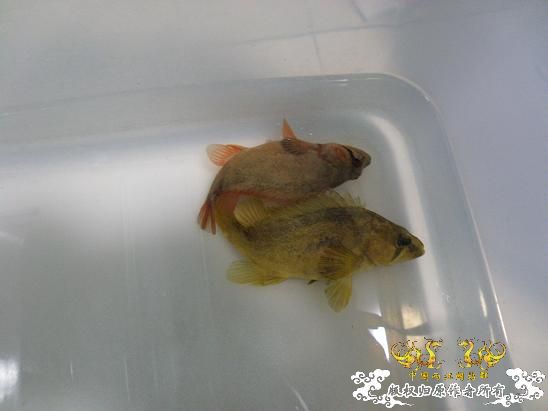 全家福      纪念09年原生开缸至今