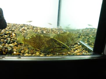 全家福      纪念09年原生开缸至今