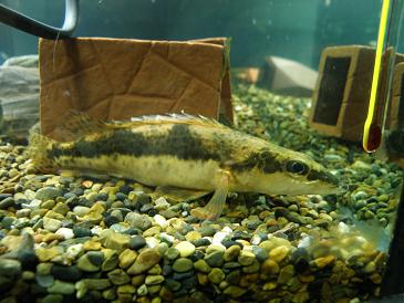 全家福      纪念09年原生开缸至今