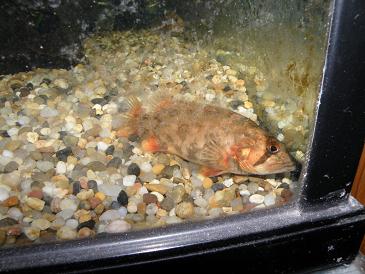 全家福      纪念09年原生开缸至今