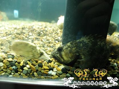 全家福      纪念09年原生开缸至今