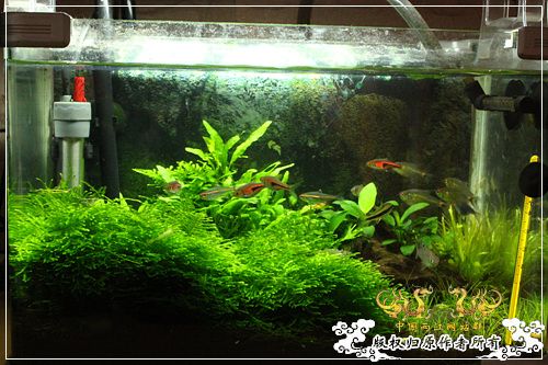 大隐贴鱼