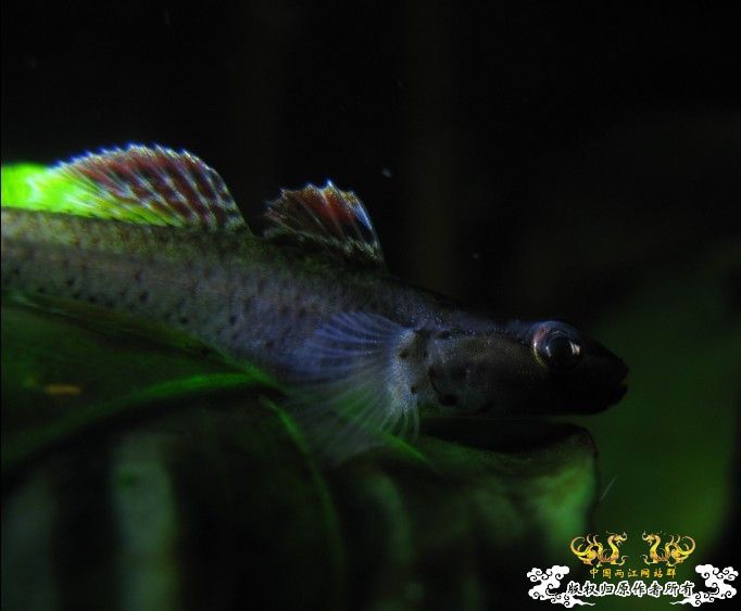 再拍奇丑的虾虎！！！