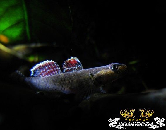 再拍奇丑的虾虎！！！