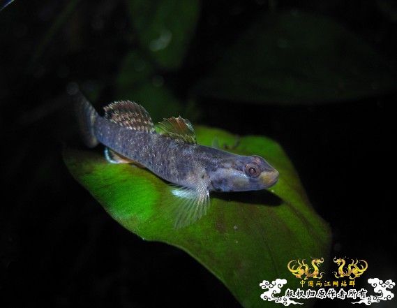 再拍奇丑的虾虎！！！