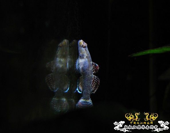 再拍奇丑的虾虎！！！