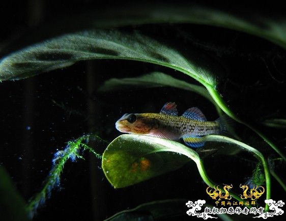 再拍奇丑的虾虎！！！