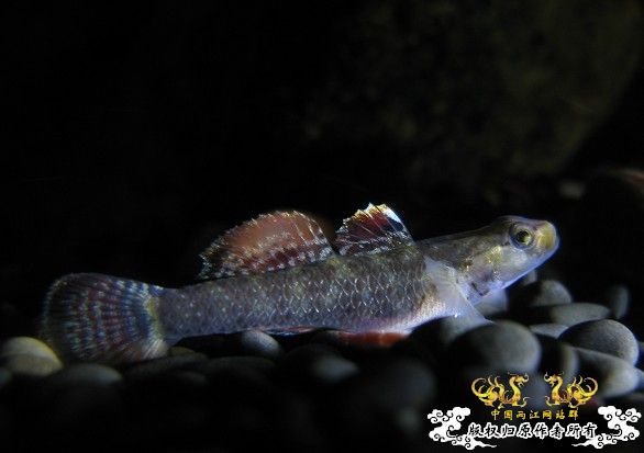 再拍奇丑的虾虎！！！