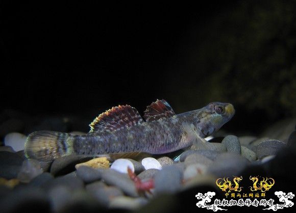 再拍奇丑的虾虎！！！