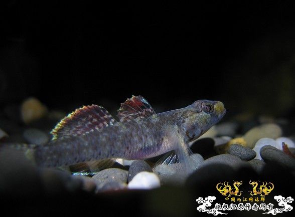 再拍奇丑的虾虎！！！