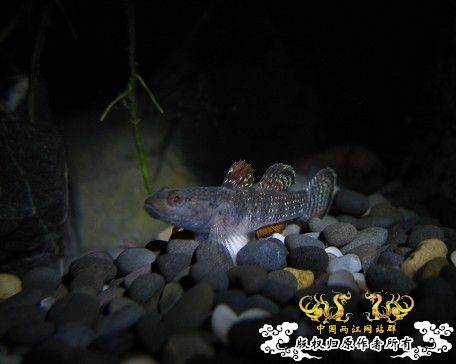 再拍奇丑的虾虎！！！