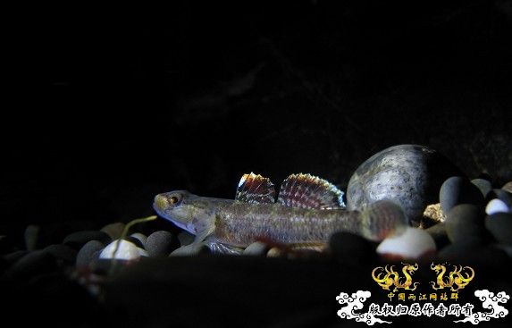 再拍奇丑的虾虎！！！