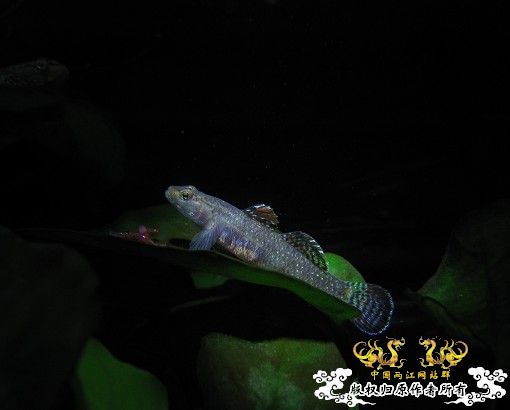 再拍奇丑的虾虎！！！