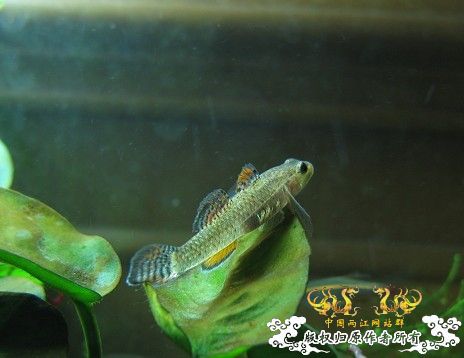 再拍奇丑的虾虎！！！