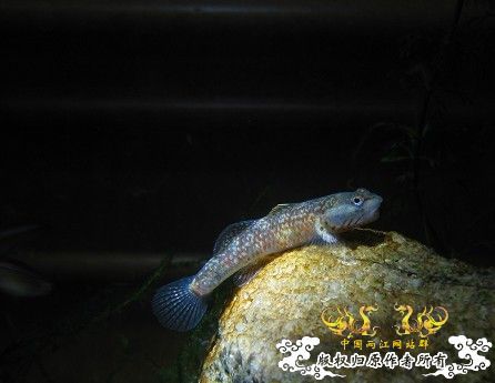 再拍奇丑的虾虎！！！