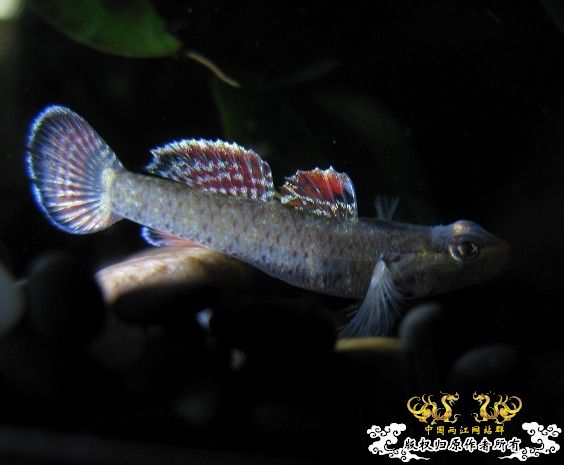 再拍奇丑的虾虎！！！