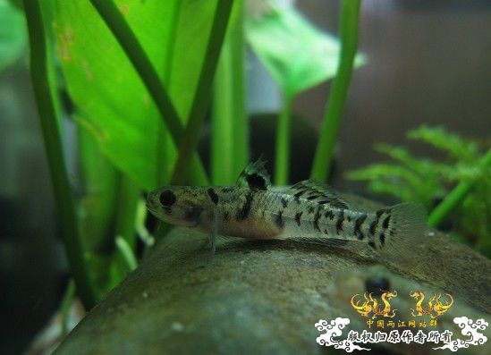 再拍奇丑的虾虎！！！