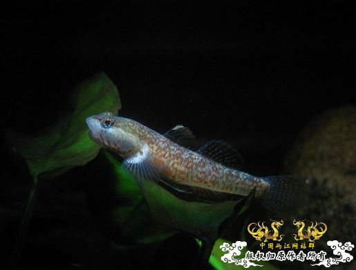 再拍奇丑的虾虎！！！