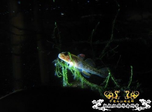 再拍奇丑的虾虎！！！