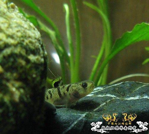 再拍奇丑的虾虎！！！