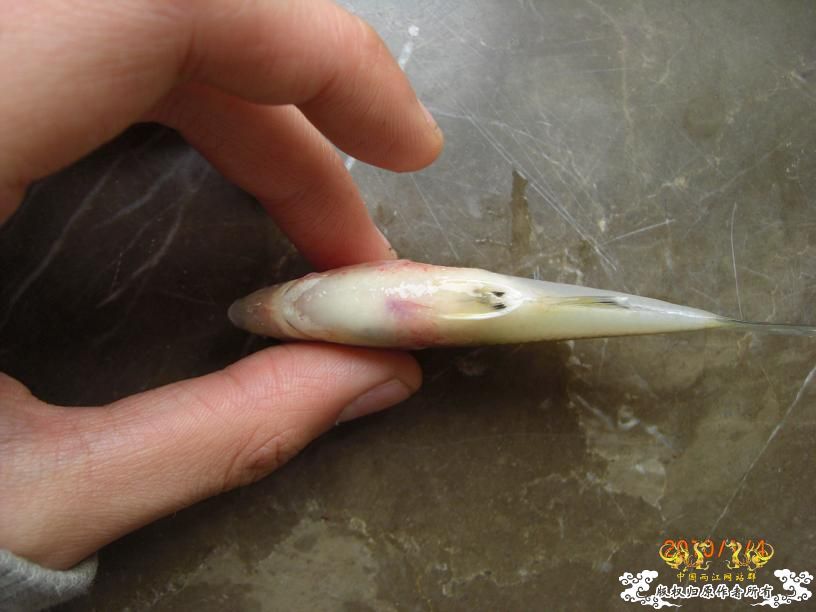 疑似多鳞鱊的公鱼 挂了