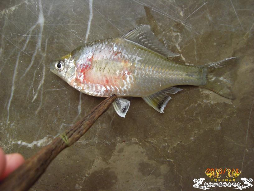 疑似多鳞鱊的公鱼 挂了