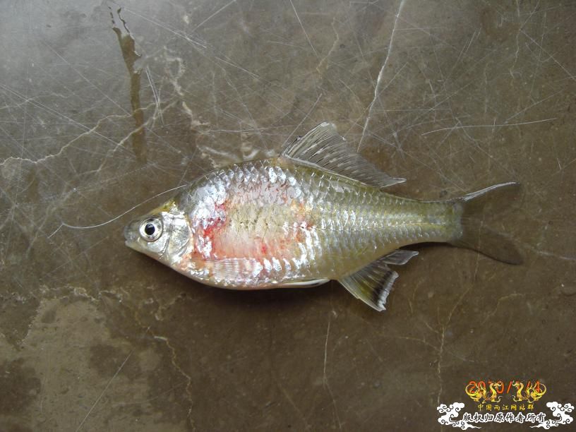 疑似多鳞鱊的公鱼 挂了