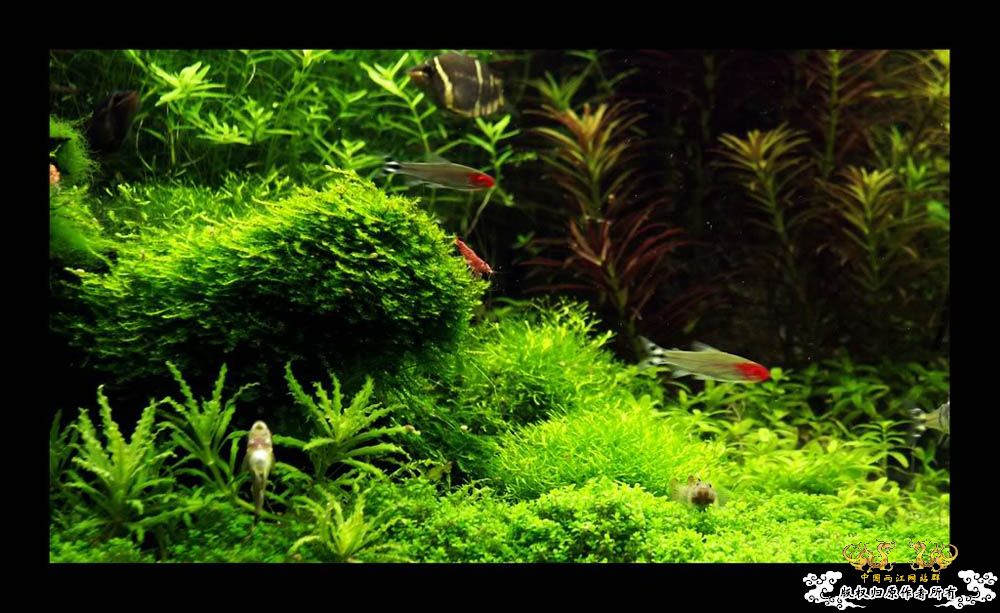 草缸“虎影” [27P]