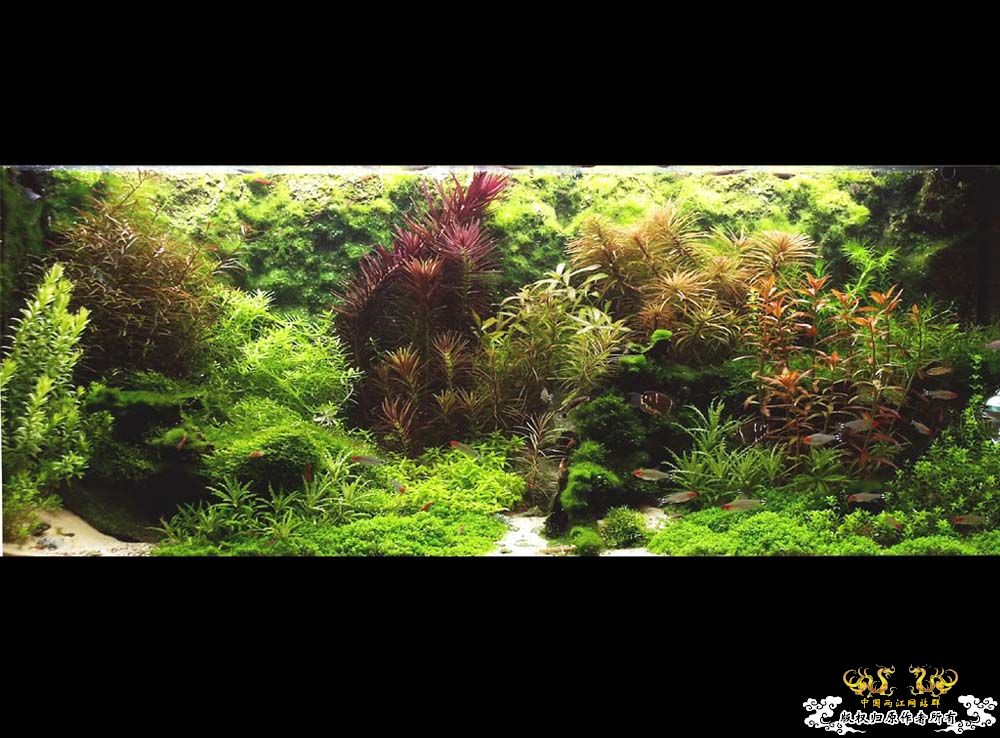 草缸“虎影” [27P]