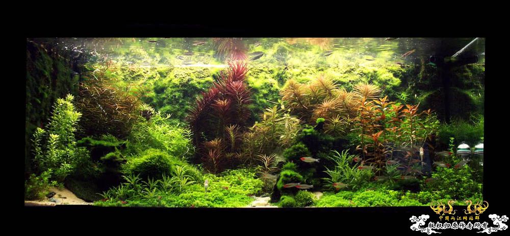 草缸“虎影” [27P]