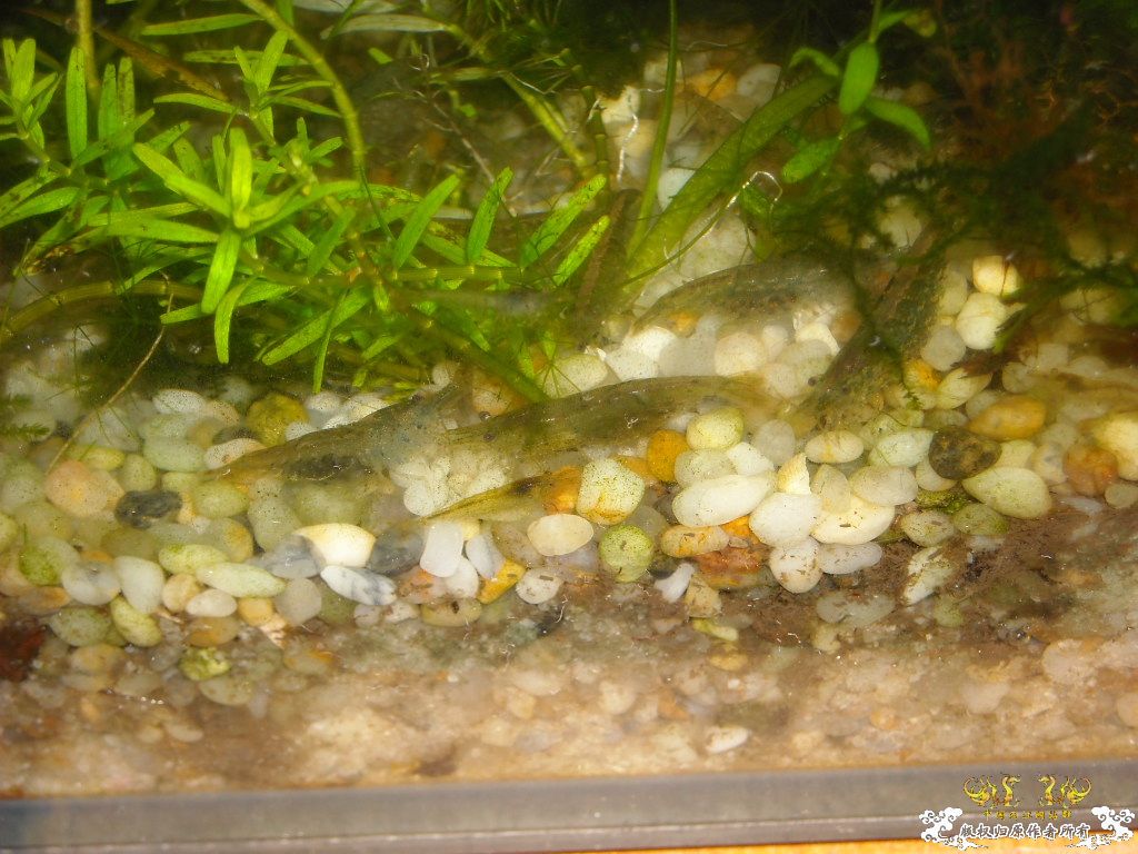 谁帮我数下有多少孕妇，我是数不清了````