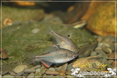 这是一个恋爱的季节