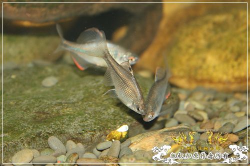 这是一个恋爱的季节