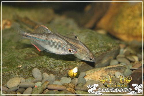 这是一个恋爱的季节