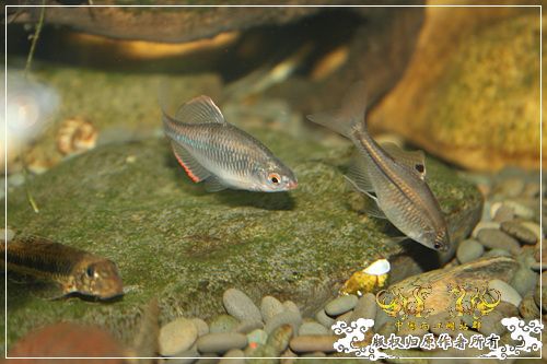 这是一个恋爱的季节