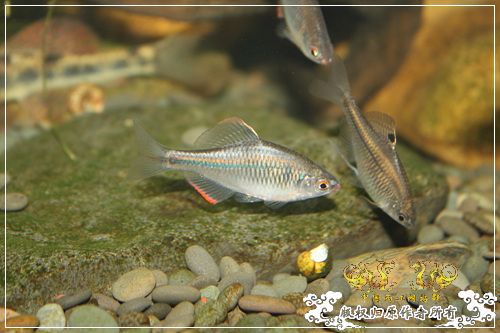 这是一个恋爱的季节