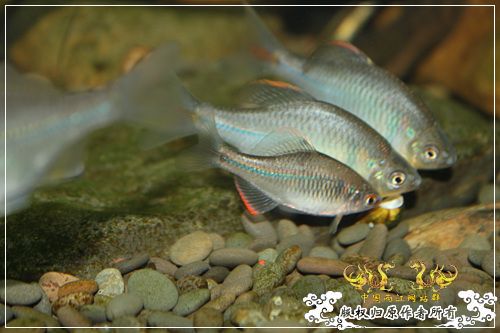 这是一个恋爱的季节