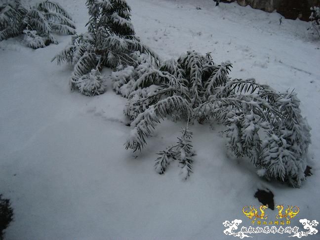 2010的第一场雪