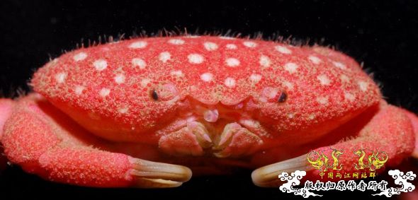 台湾发现新种螃蟹通体鲜红似草莓(组图)