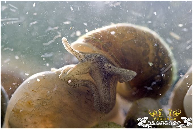 偶然发现，水蜗牛可以除苔