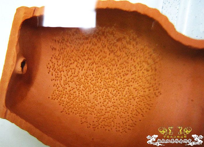 褐吻虾虎产卵啦（更新孵化第二天
