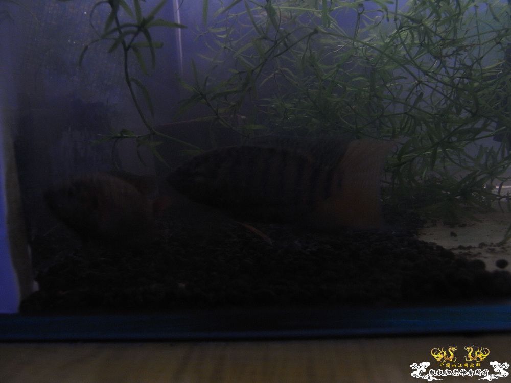 天气虽冷，小叉却热血沸腾