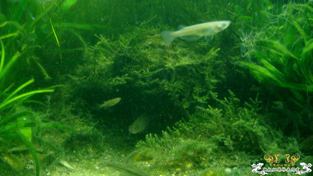 80cm1#缸的“绿”   [12P]