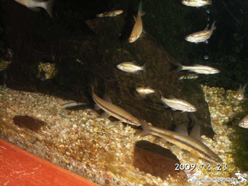 收藏的原生鱼图集锦⑵  [15P]